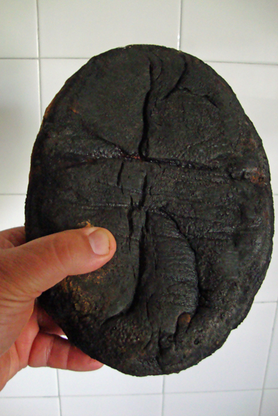 Carbon 2.jpg