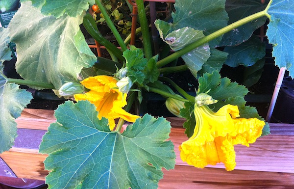 fiorizucca.JPG