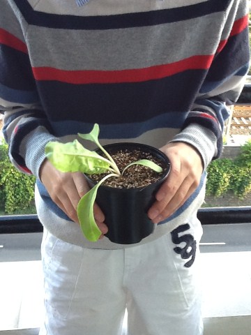 pequehorticultor (360 x 480).jpg