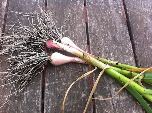 frischer_knoblauch.jpg