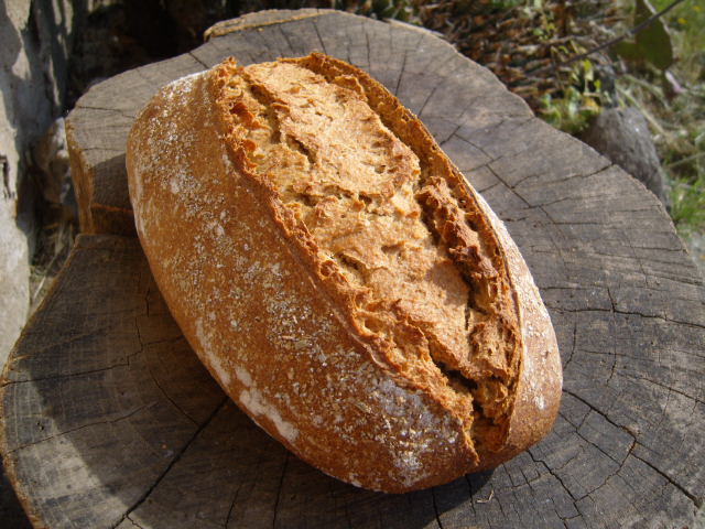 425 blat de Montcada triticatum.JPG