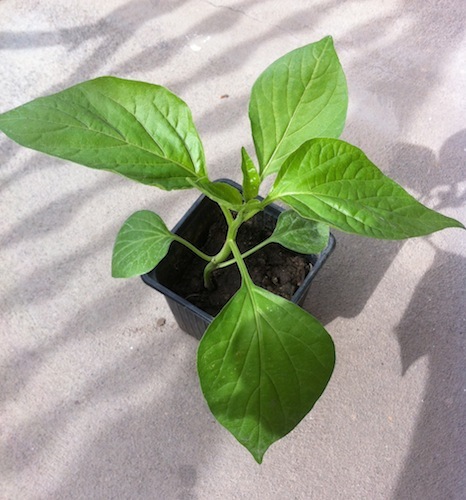 chilipepper_prague.jpg