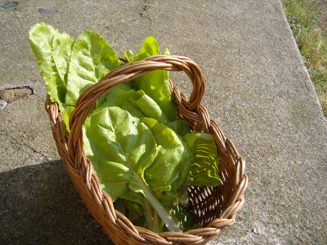 bledes maig 2012.JPG