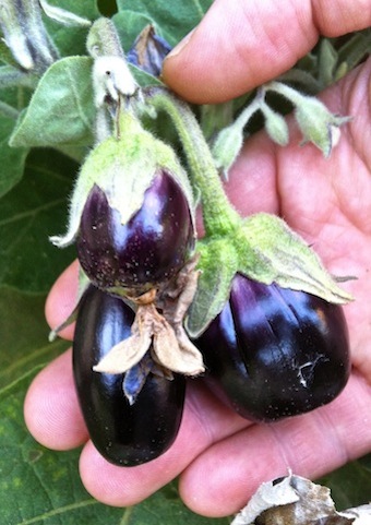 aubergine.jpg