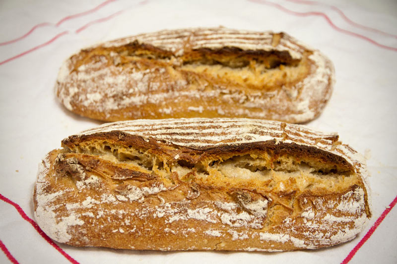 Pan Lepardiano