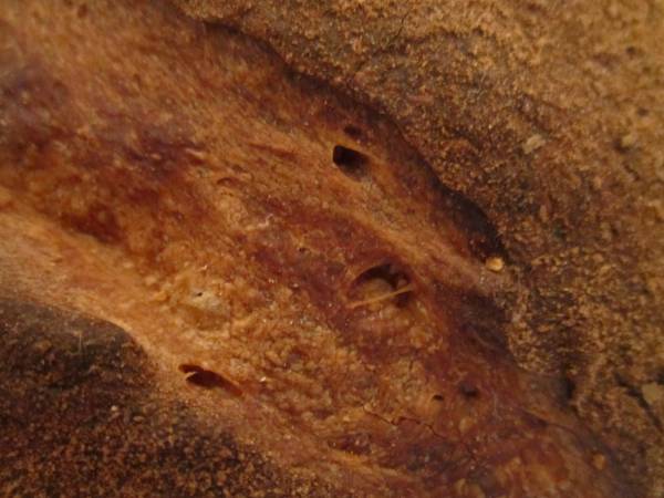 detalle2.jpg
