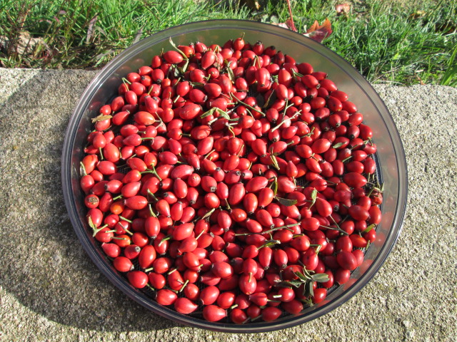 rosa canina 2012.JPG