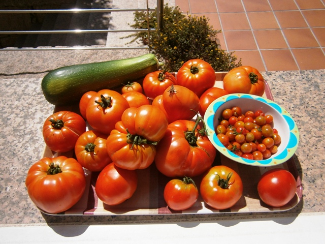 TOMATES4.JPG