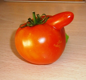mr tomato.JPG