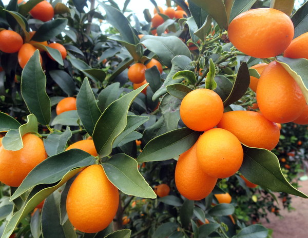 1-KUMQUATS (1).JPG