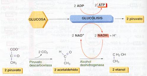 fermentacic3b3n-alcohc3b3lica.jpg