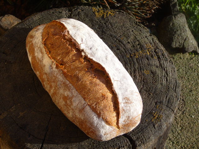 172 Pan de trigo