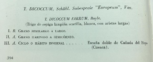 La escanda o farro T.Dicoccum, como veis también se puede llamar escaña. Pero es escanda. E ahí la confusión, y es que ambos tienen razón, tanto el agricult.jpg