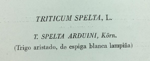 Vereis más abajo que todas las espeltas se llaman vulgarmente escandas. De ahí la enooooooorme confusión que existe, y es normal, como para no.jpg