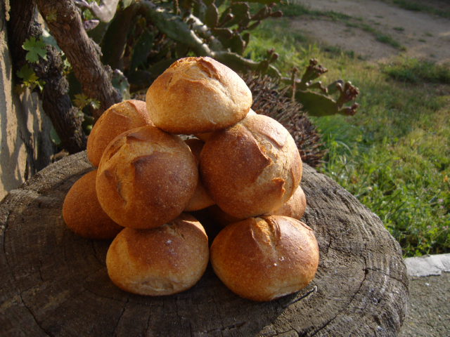 219 panets de llet fermentada.JPG