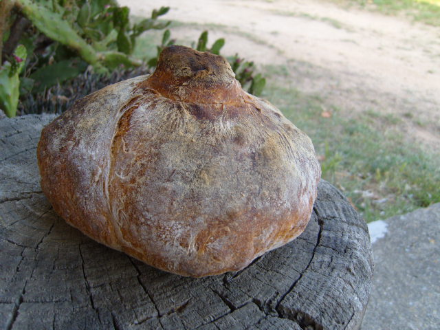 252 Pan Gallego