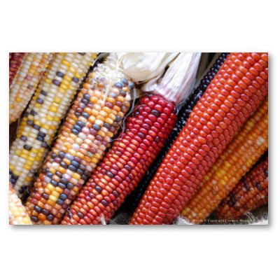 indian_corn_harvest_poster-p228640736165691181tdcp_400.jpg