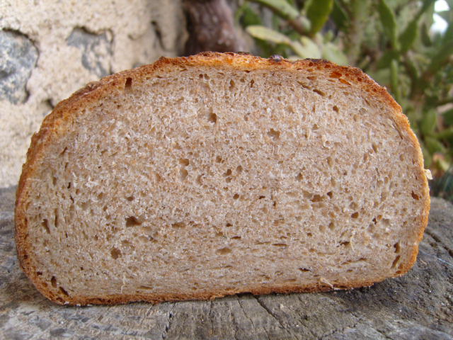345 molla.JPG